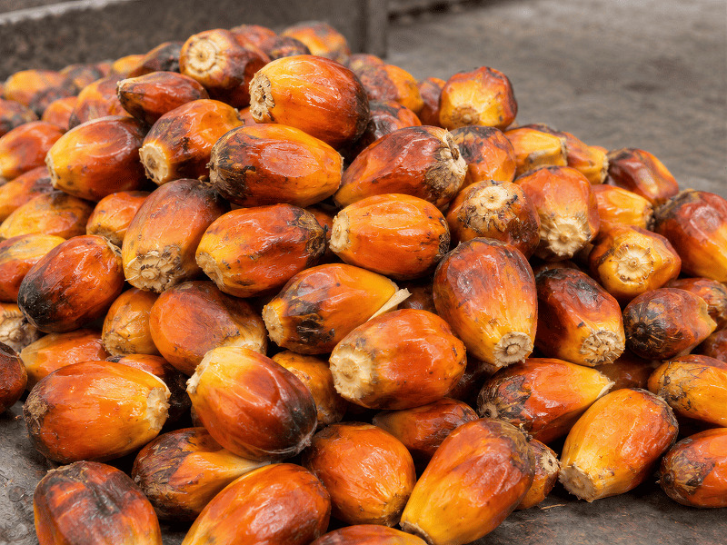 Palm Kernel for oil pressing